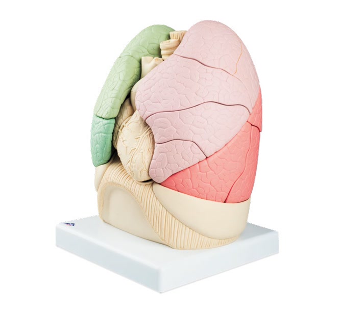Modèle anatomique pulmonaire complet, centré sur fond blanc.